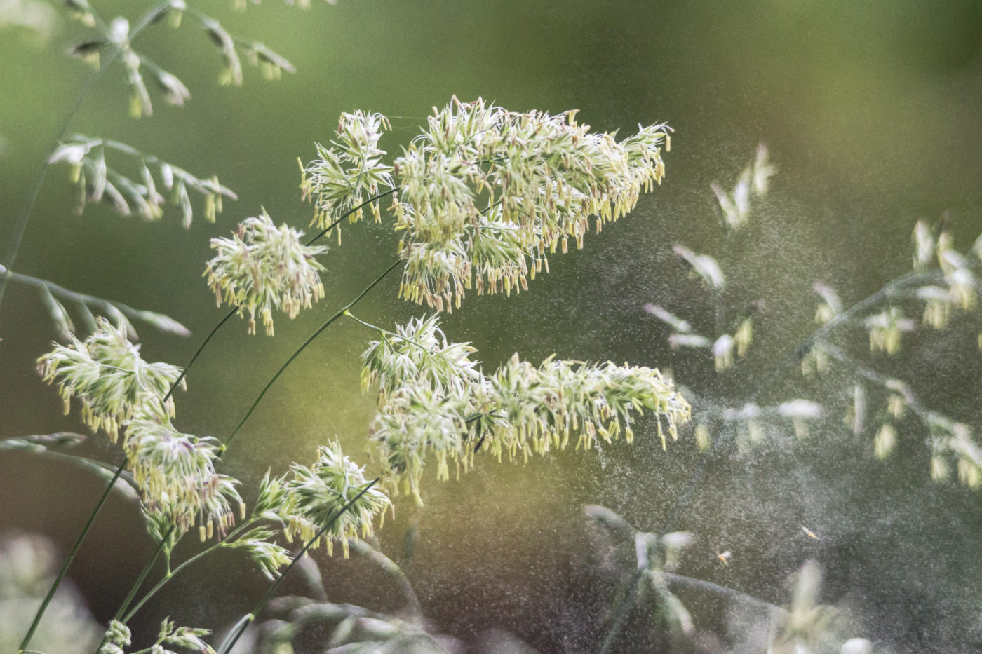 Allergies rhume des foins