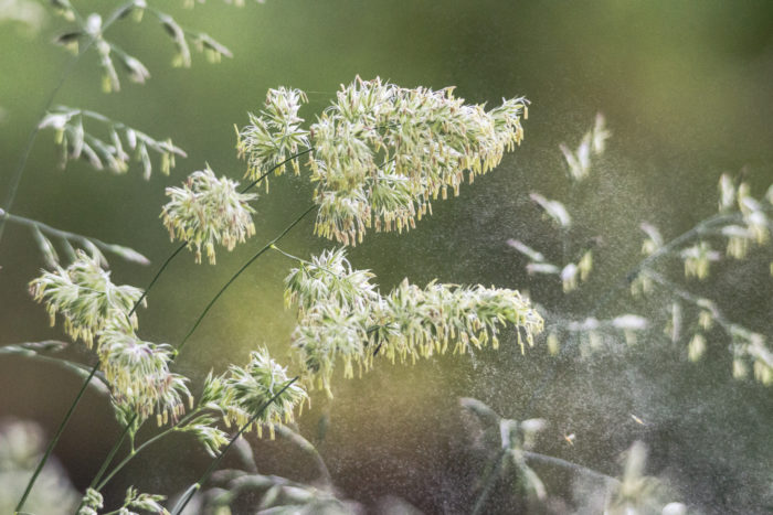 Allergies rhume des foins